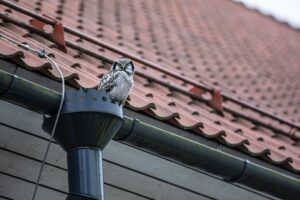 small owl sitting on top of gutter