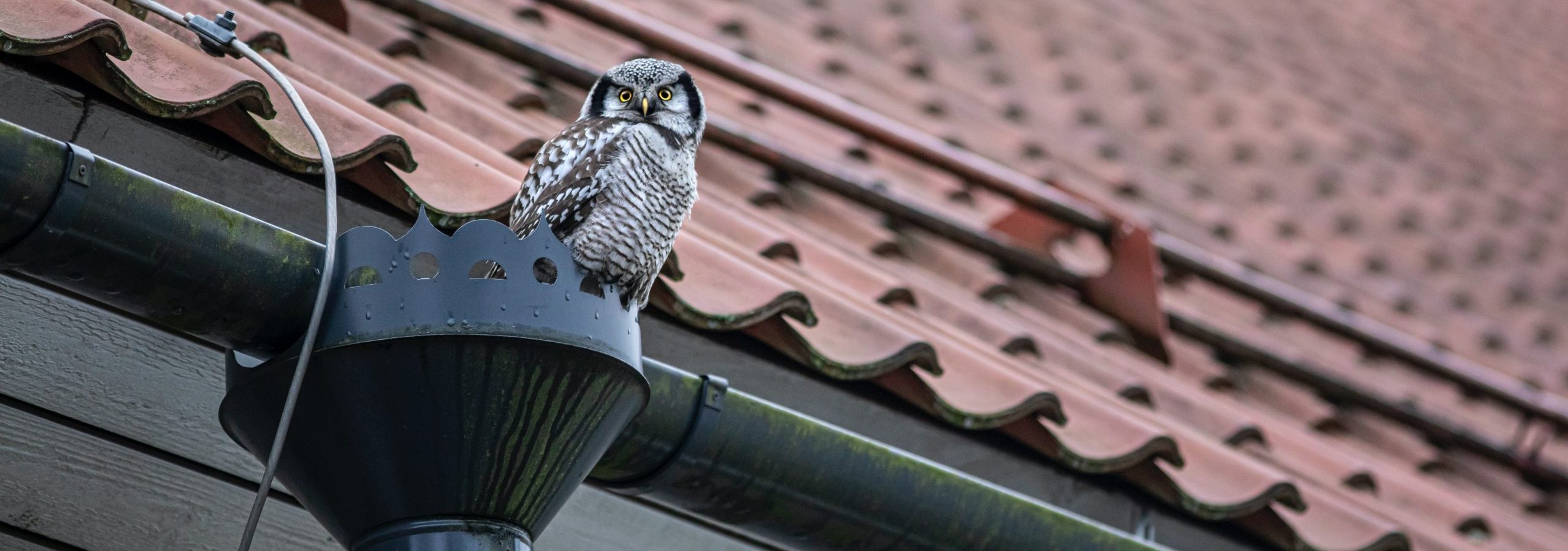 small owl sitting on top of gutter